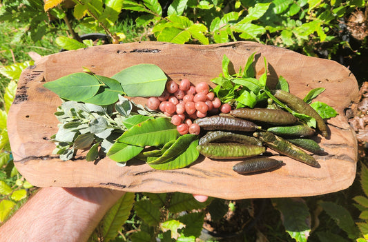 Fresh native Australian botanicals on a wooden platter, including leaves, berries and finger limes, used in artisanal foods and freeze drying.